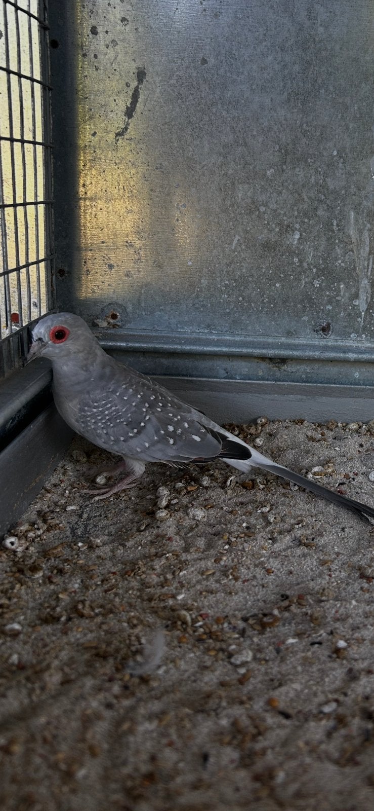 2 jonge diamantduiven, Dieren en Toebehoren, Geslacht onbekend, Overige soorten