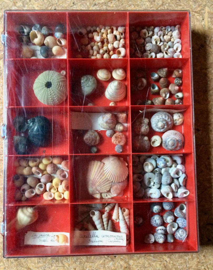 jolie collection de coquillages, Collections, Enlèvement ou Envoi, Utilisé, Autres, Autres types
