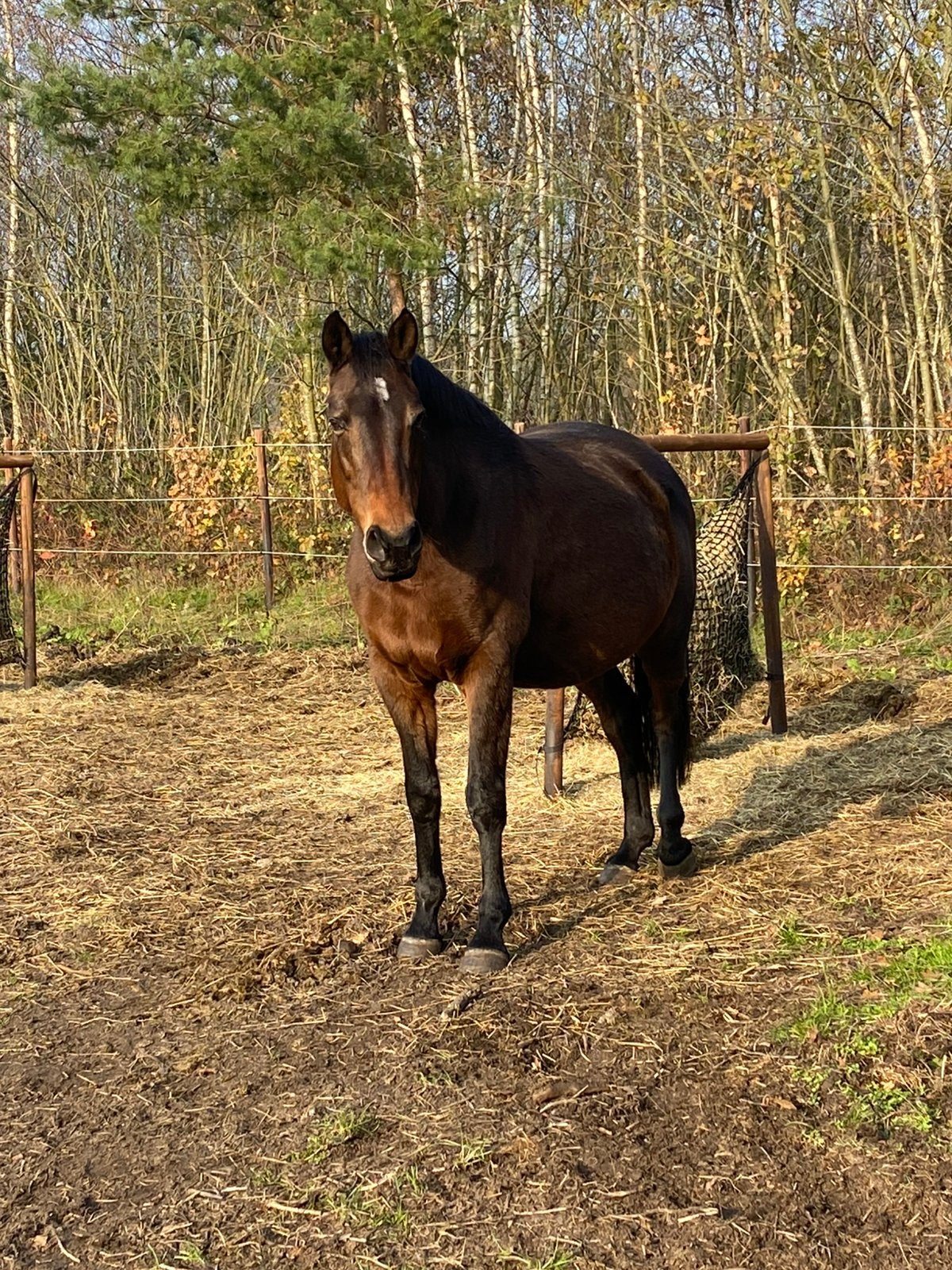 Verzorgpaard aangeboden!, Animaux & Accessoires, Chevaux, Jument, B, 165 à 170 cm, 11 ans ou plus