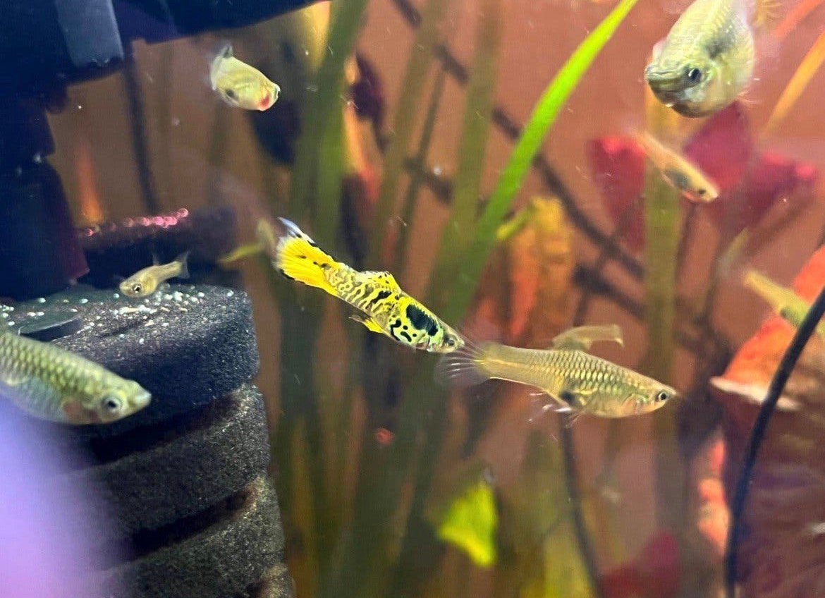 Yellow tiger endlers, Animaux & Accessoires, Poisson, Poisson d'eau douce