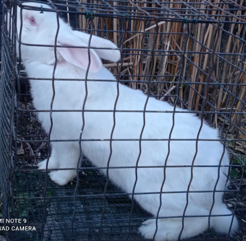 Lapin reproducteur, Mâle, Grand, 0 à 2 ans