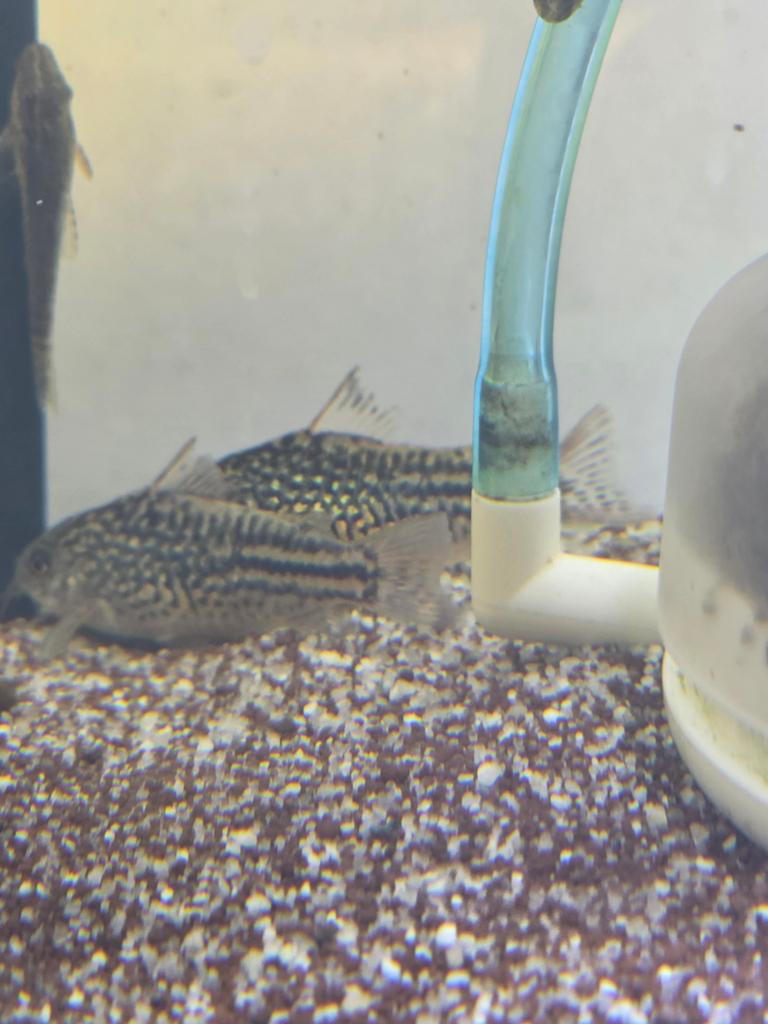Corydoras Napoensis, Animaux & Accessoires
