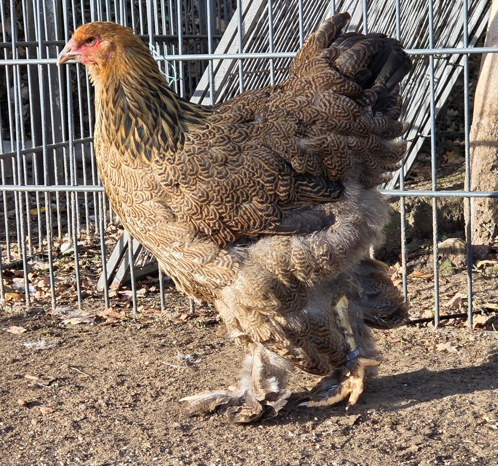 Brahma goudpatrijs hen, Dieren en Toebehoren, Vrouwelijk, Kip