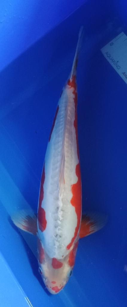 Doitsu kikusui - japanse koi - 41cm, Dieren en Toebehoren