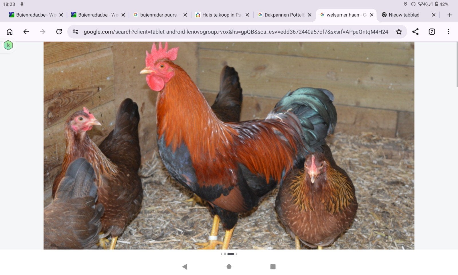 Welsumer  roodpatrijs haan, Mannelijk, Kip