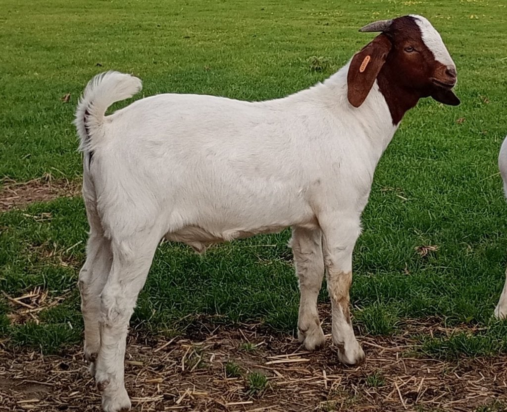 Boergeit miekes, bokken en koppel stamboek, Plusieurs animaux, Chèvre