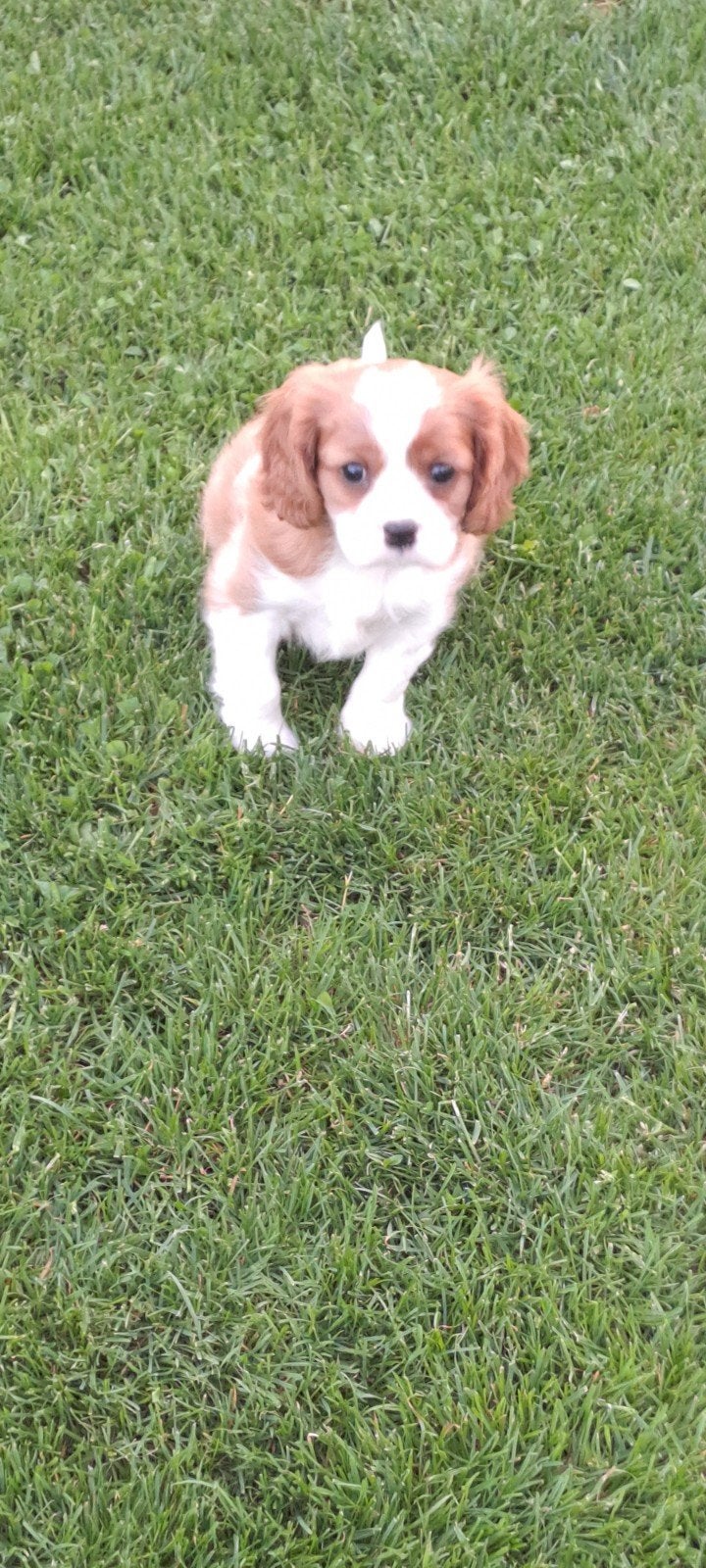 Cavalier king charles, Dieren en Toebehoren, Parvo, België, Reu, 8 tot 15 weken