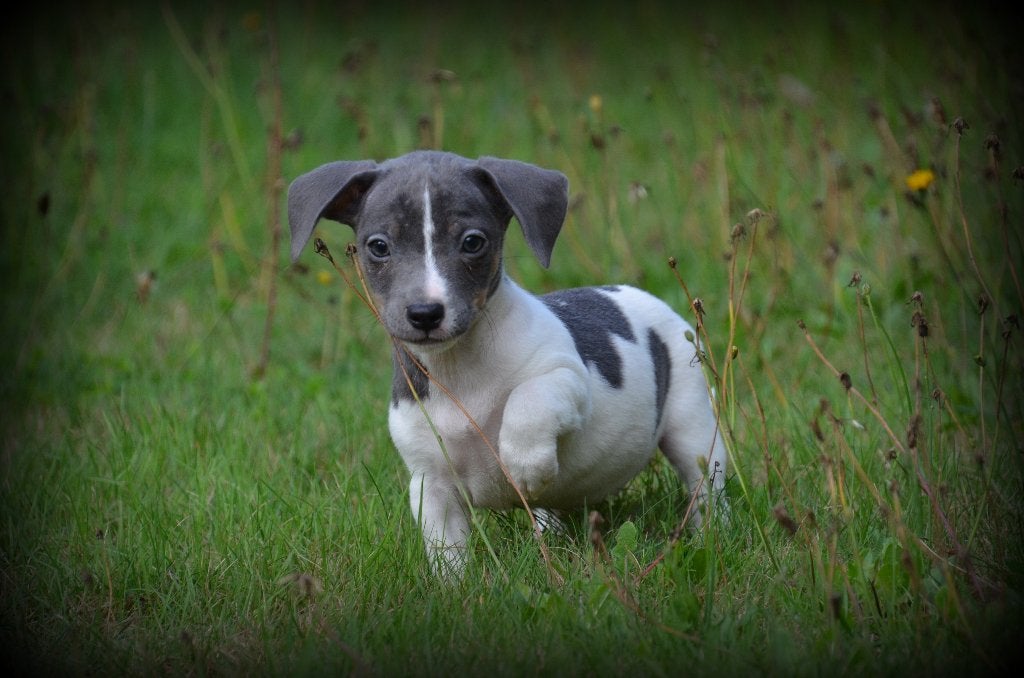 Chiots Jack Russell bleus, Animaux & Accessoires, Maladie de Carré (chiens), Plusieurs, Jack Russel Terrier, Belgique