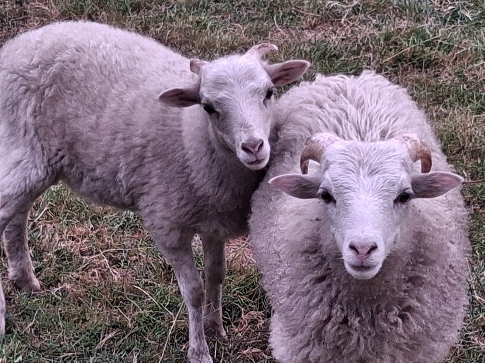 Witte Ouessant ram lam