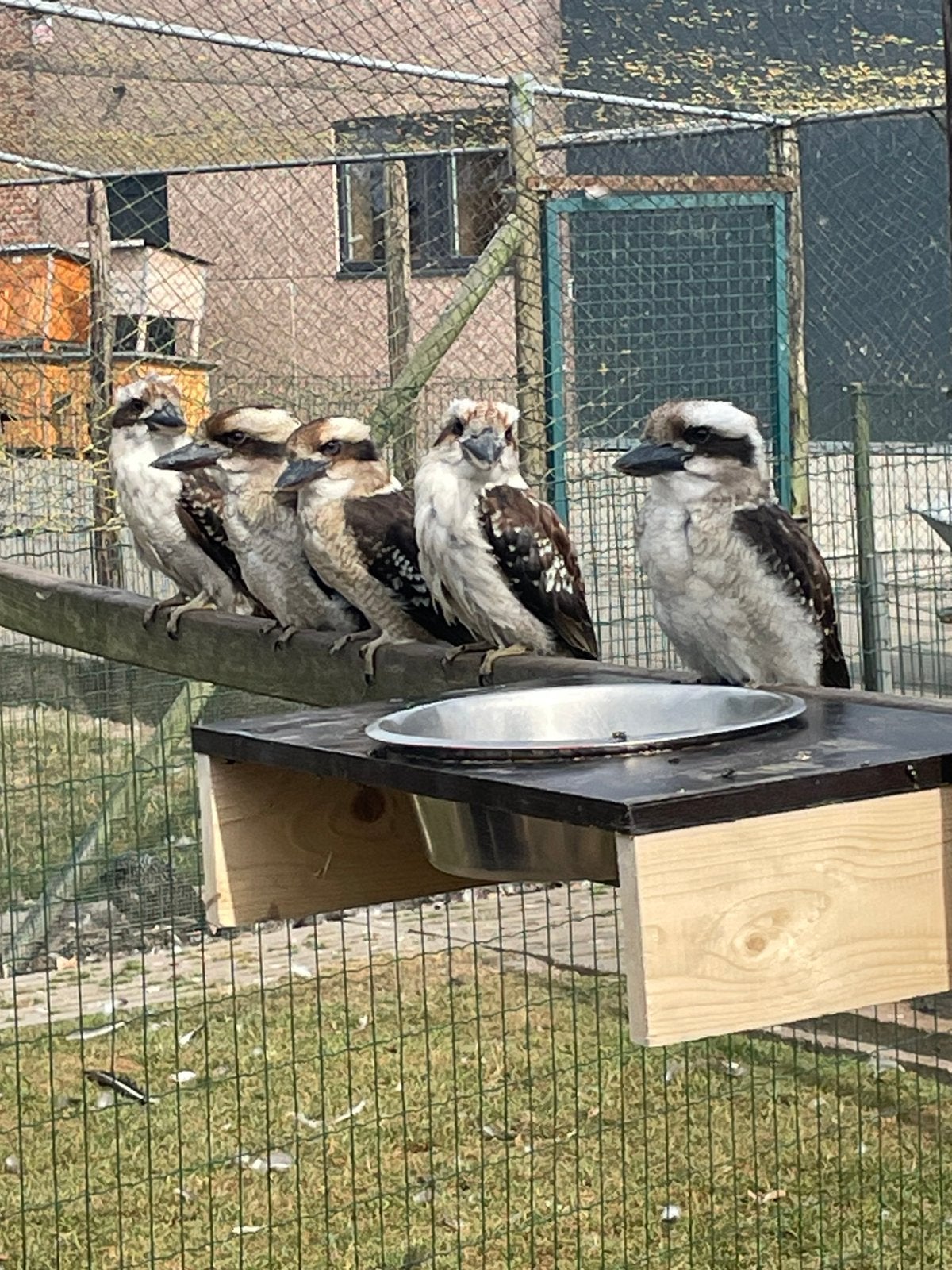 Kookabura, Dieren en Toebehoren, Meerdere dieren, Geringd
