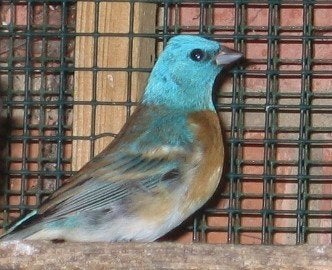 lazuli vink man, Dieren en Toebehoren, Mannelijk, Wildzangvogel, Geringd