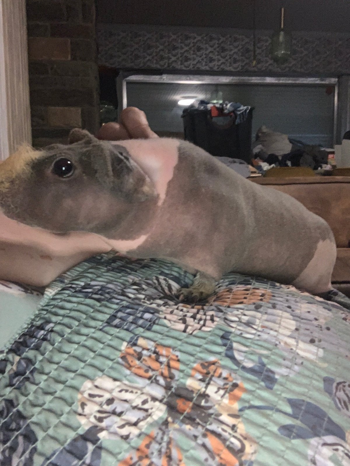 Trio groep skinny cavia’s ( 2 zeugen en 1 beer), Cavia, Vrouwelijk, Januari, Tam