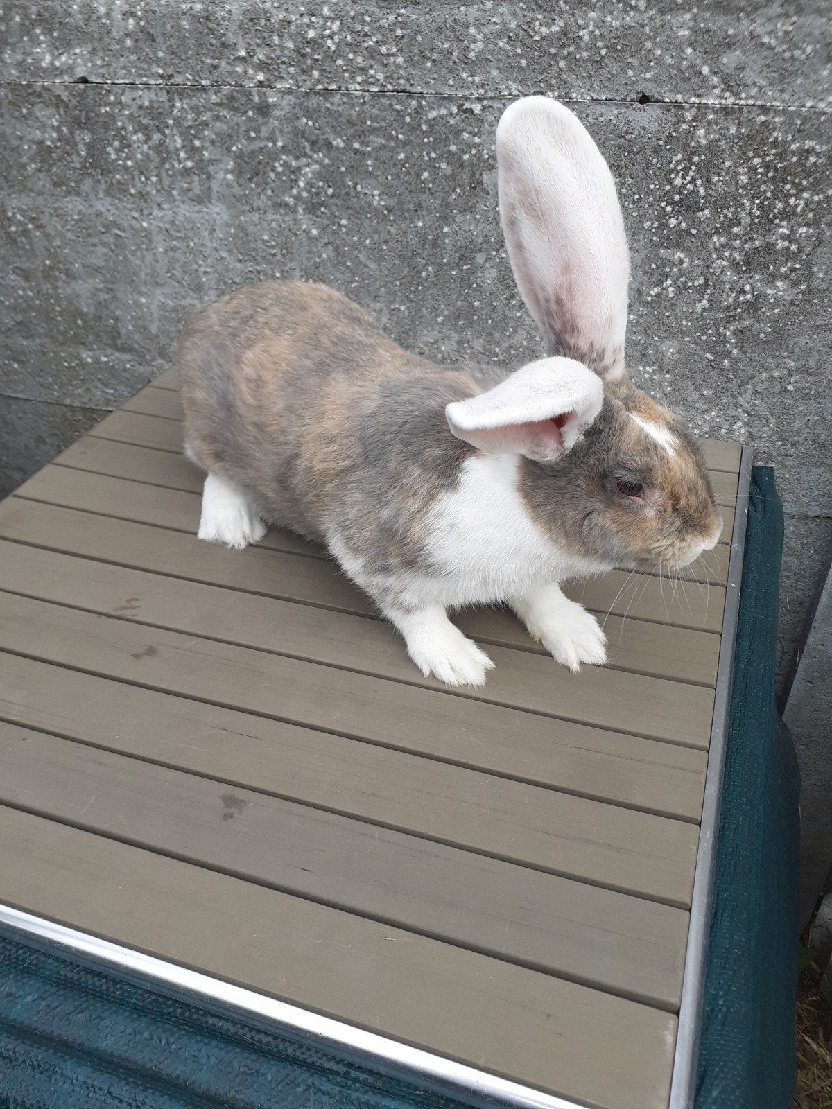 duites reus Ram 5maand oud, Dieren en Toebehoren, Konijnen