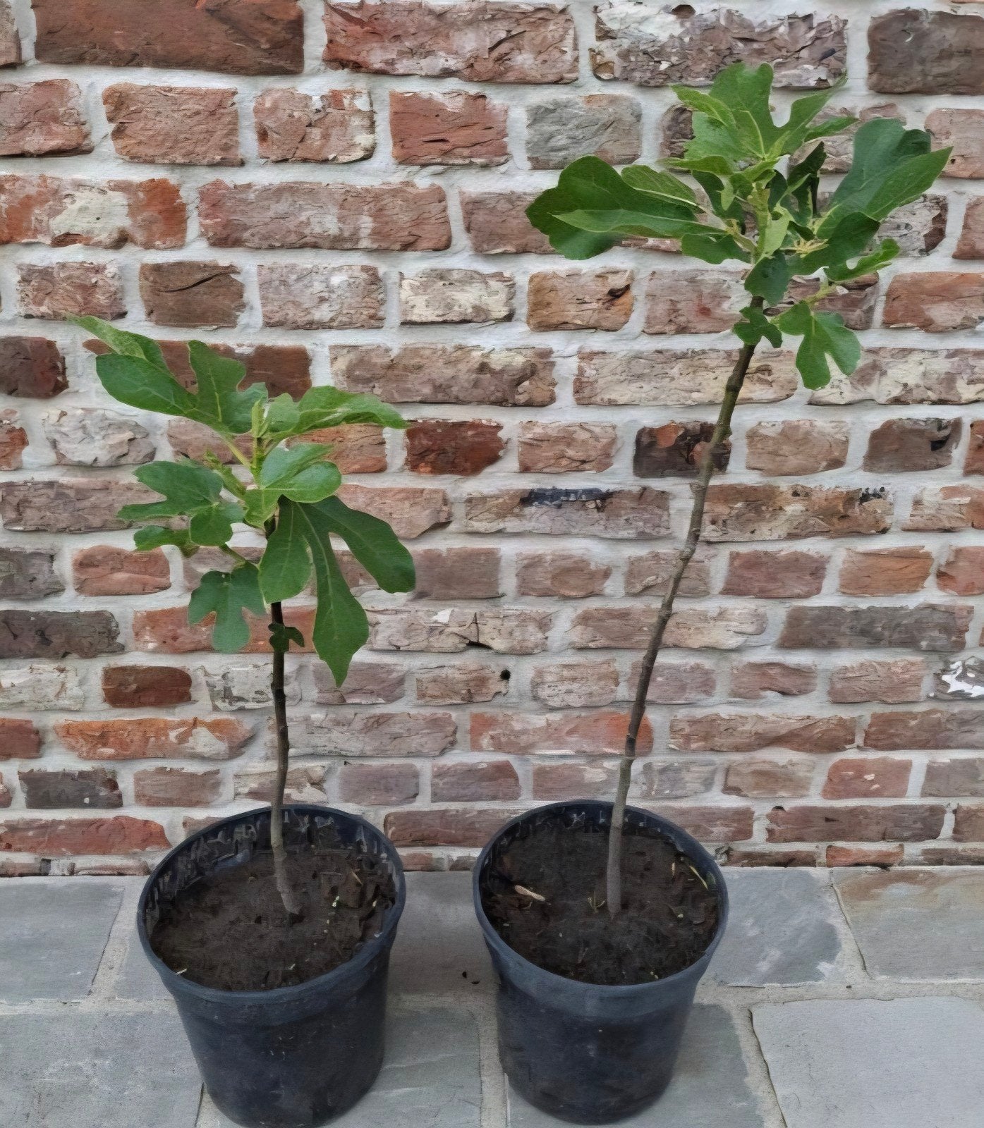 Vijgplant vanaf 15€ verschillende afmetingen, Ophalen