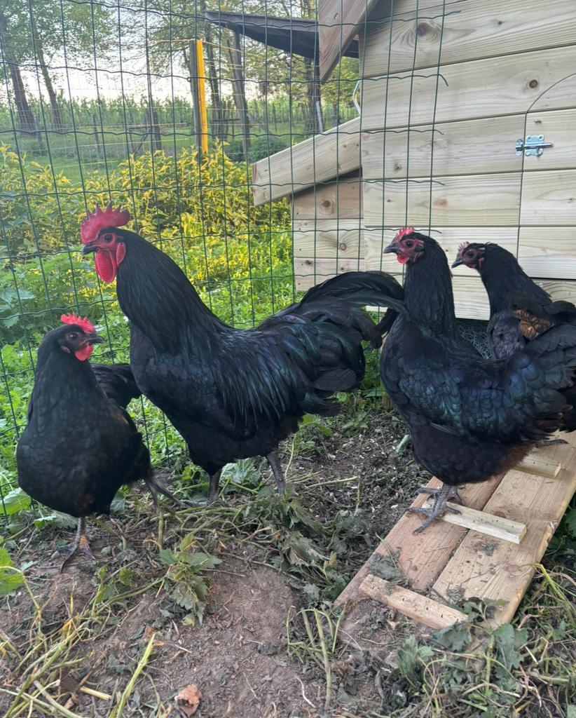 Œufs à éclore d'Australorp, Animaux & Accessoires, Volatiles, Poule ou poulet