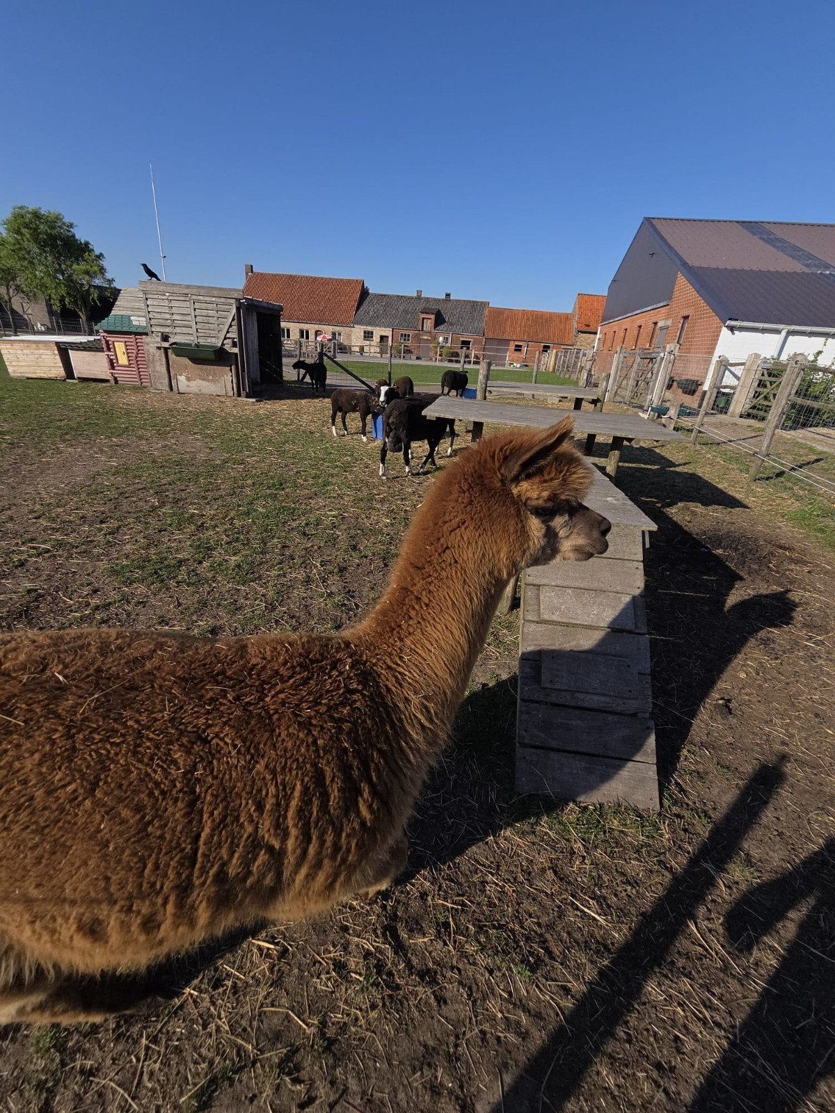 Alpaca dekhengst, Dieren en Toebehoren, Juni, Mannelijk