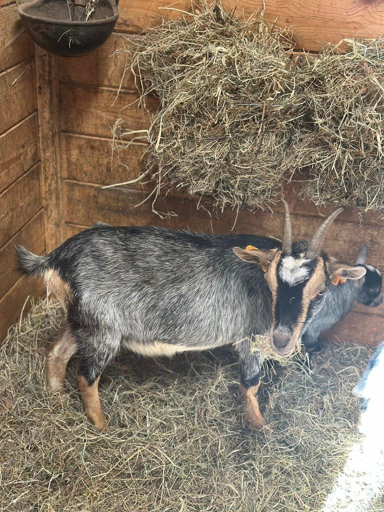 Dweggeit Hermelijn met mieke en bokje, Femelle, Chèvre, 0 à 2 ans
