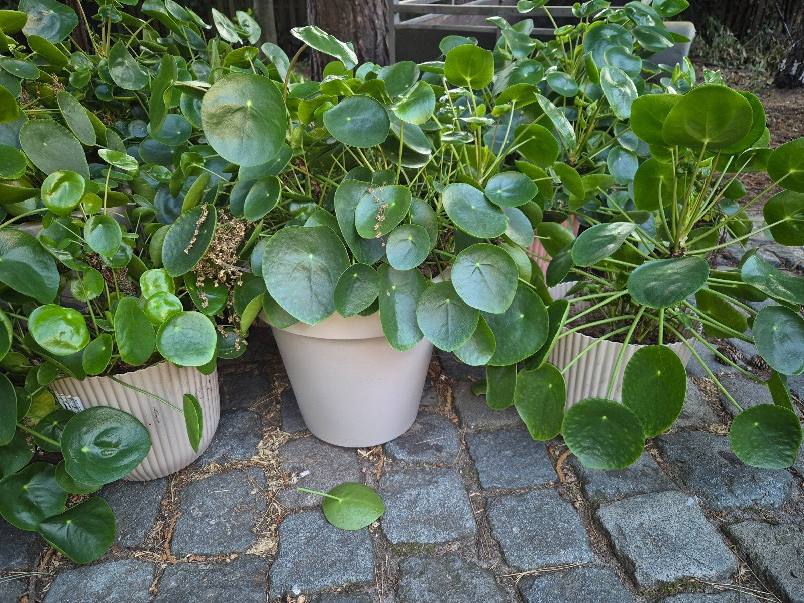 Pannekoekenplanten - groot, Enlèvement