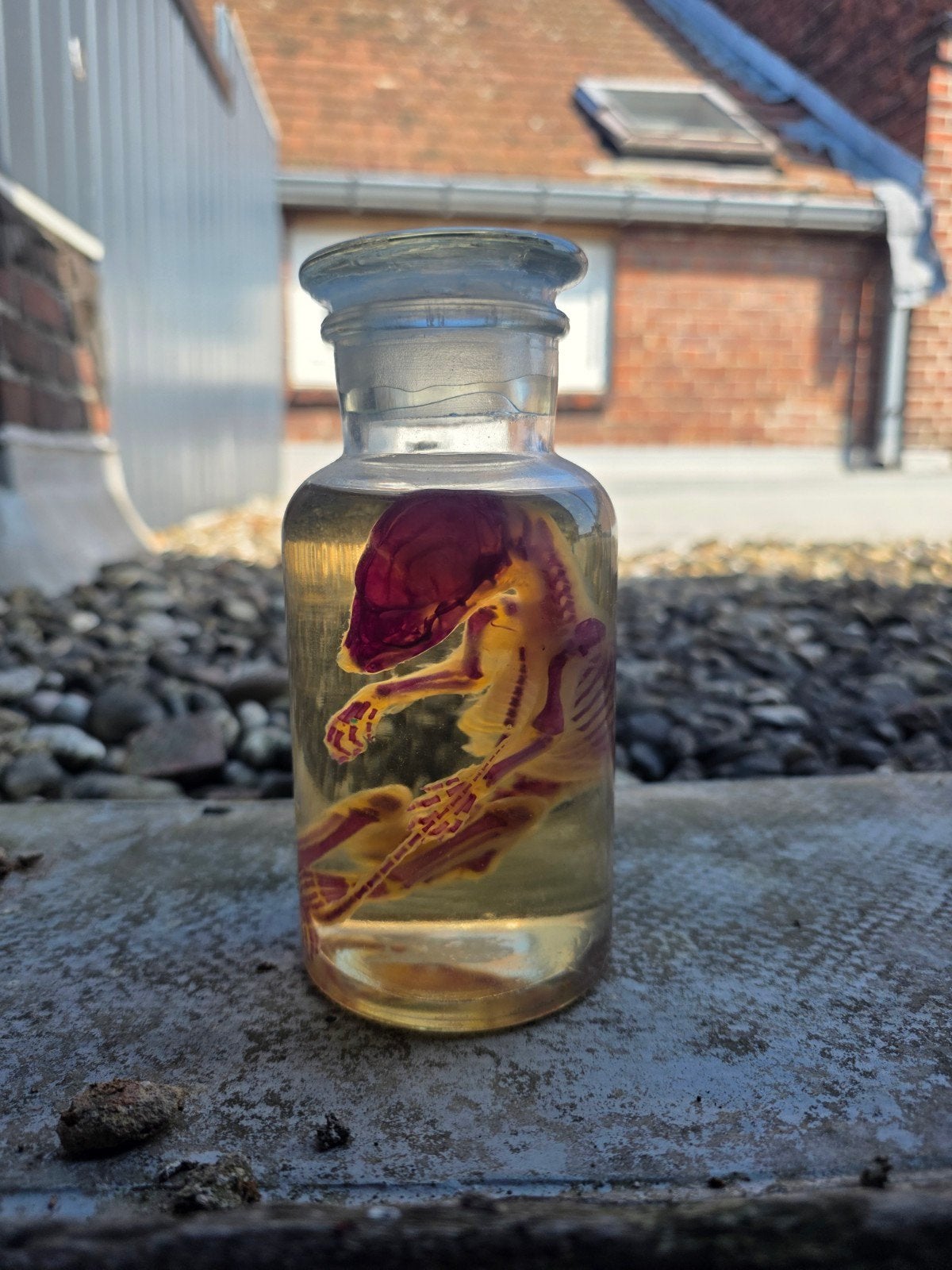 diaphonized dier op sterk water, Verzamelen, Dierenverzamelingen, Ophalen, Gebruikt, Hond of Kat, Opgezet dier