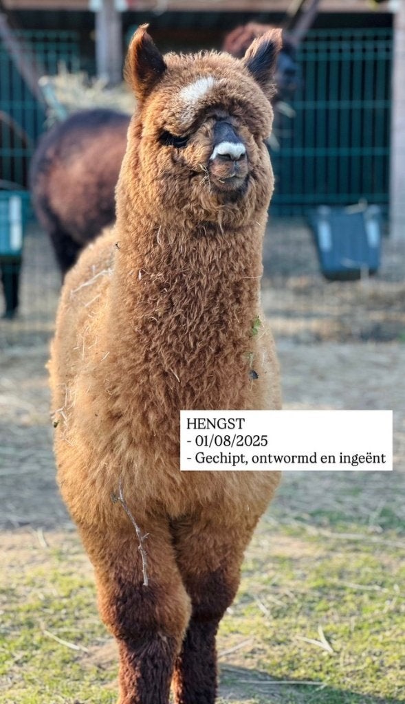 Alpaca te koop, Dieren en Toebehoren