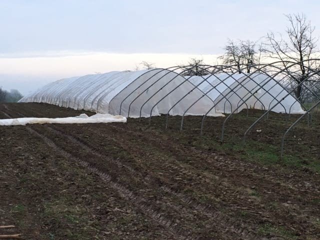 Serre tunnel de 6,5 mètres de large et 66 mètres de long, Articles professionnels, Agriculture | Outils, Cultures, Culture de bulbes