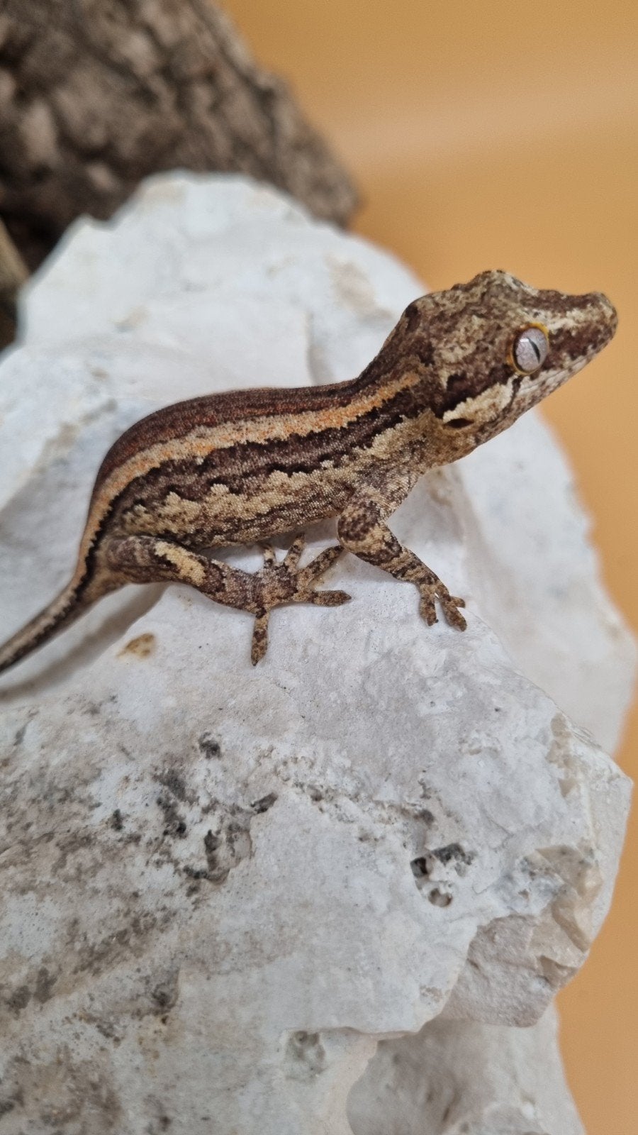 Rhacodactylus Auriculatus Gargoyle, Dieren en Toebehoren