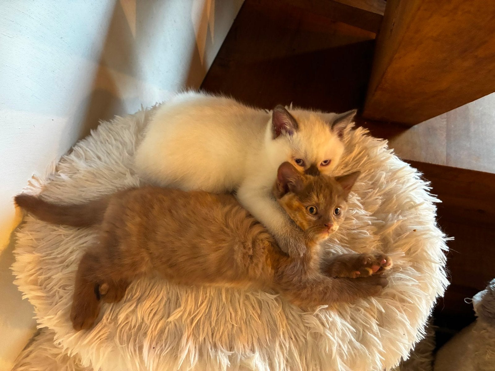 britse korthaar kittens, Poes, Gechipt, 0 tot 2 jaar