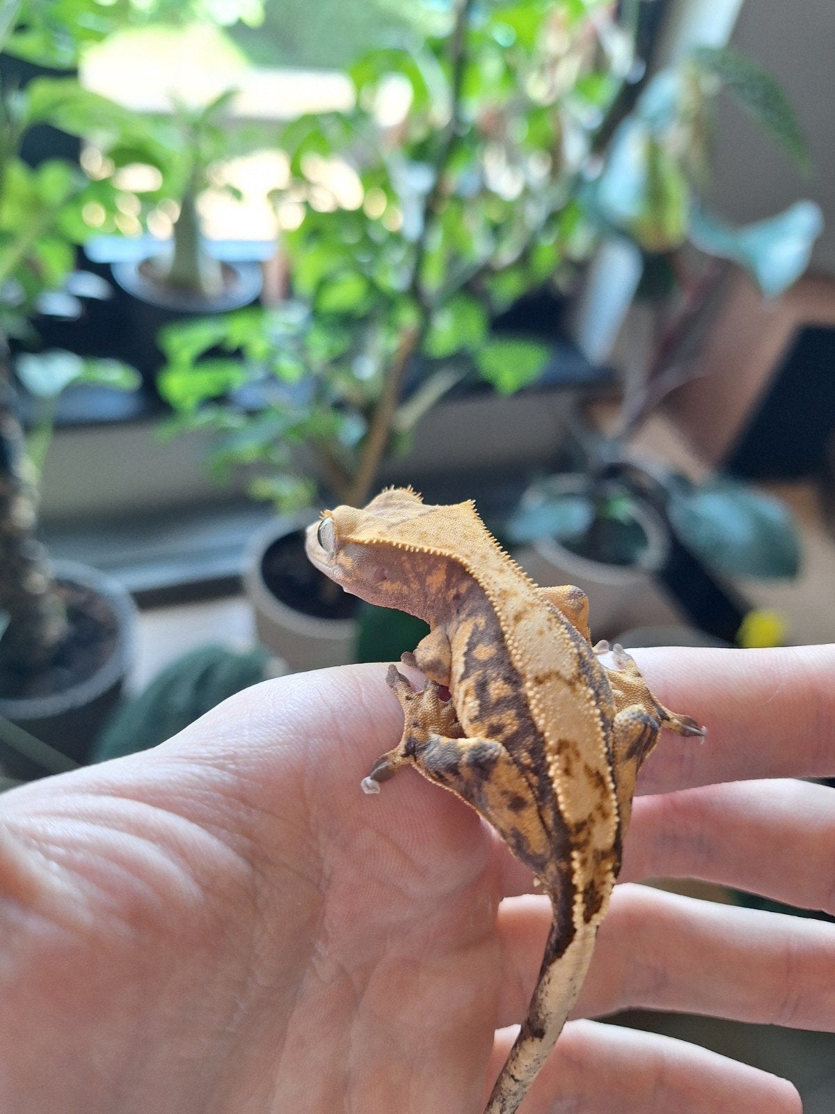 Wimpergekko, Dieren en Toebehoren, Reptielen en Amfibieën