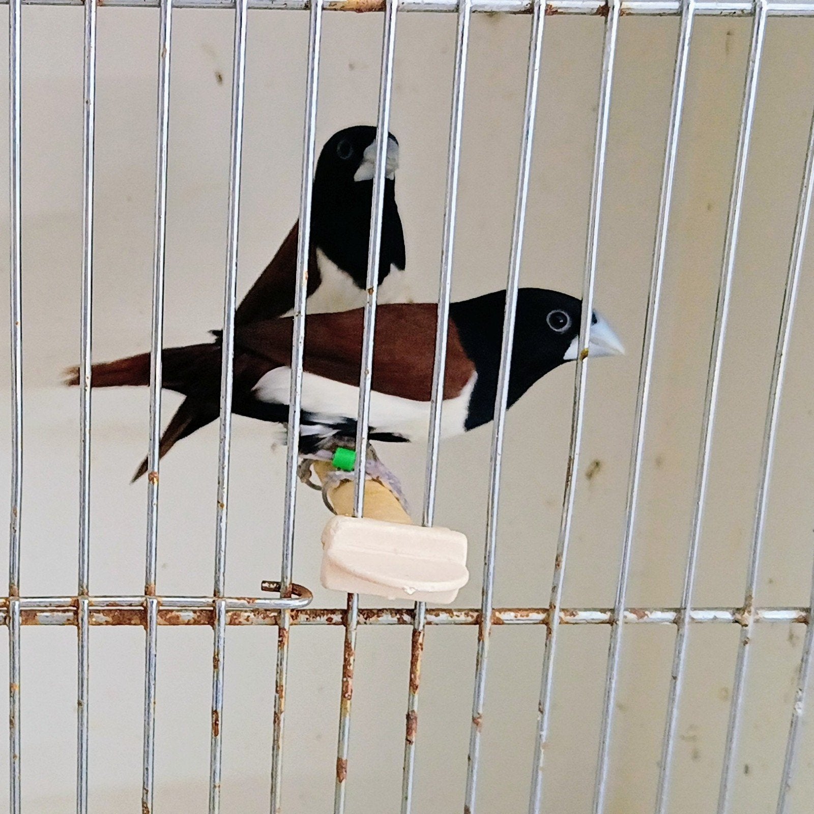 Driekleurnonnen te koop, Dieren en Toebehoren, Vogels | Overige Vogels, Meerdere dieren, Tropenvogel, Geringd