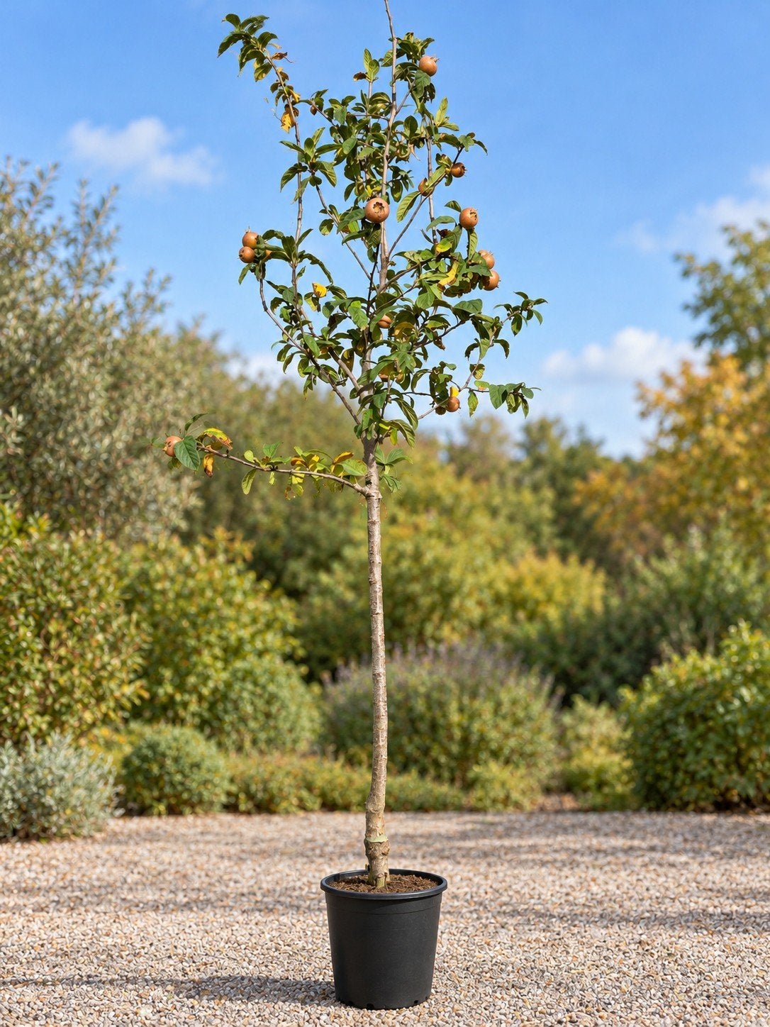 Mispel - Mespilus Germanica, Jardin & Terrasse, Enlèvement