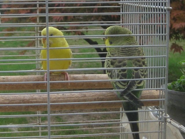 Koppel grasparkieten, Dieren en Toebehoren, Parkiet