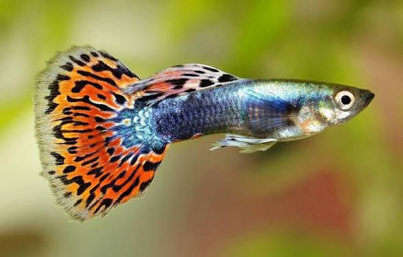 Mélange pour la pêche Guppy, Poisson, Poisson d'eau douce