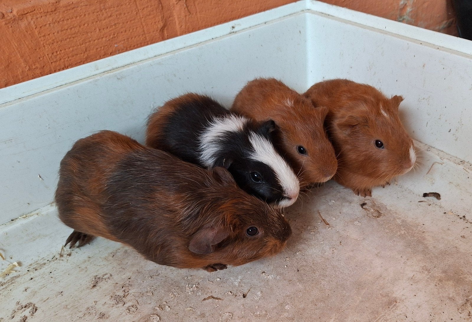 cavia's te koop, Dieren en Toebehoren, Knaagdieren, Juli, Cavia, Tam