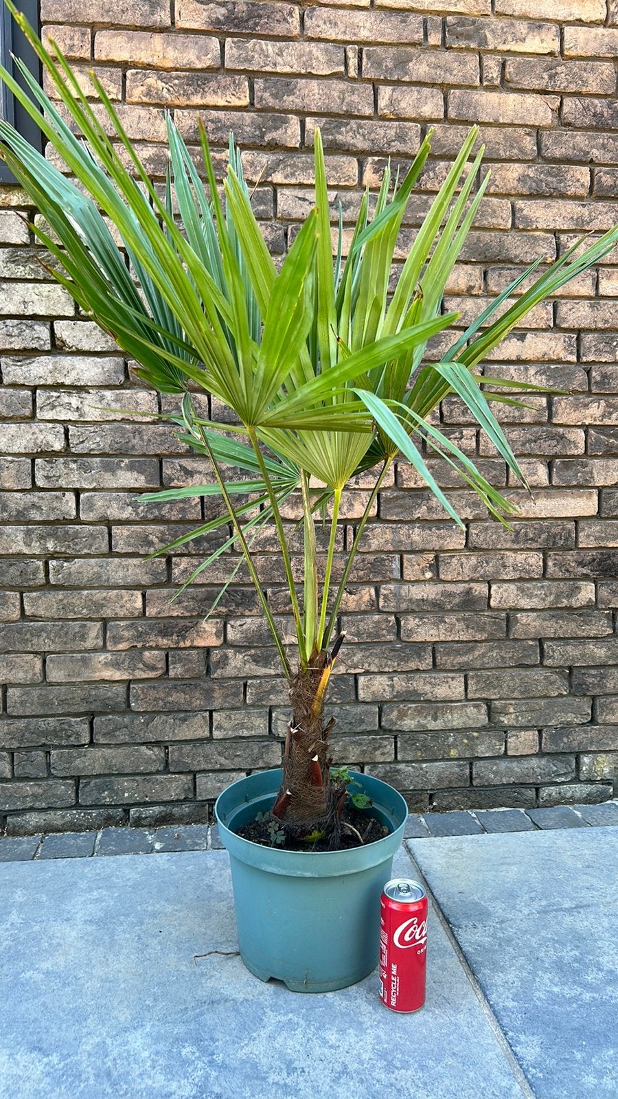 Palmbomen (winterhard ) laatste stuks !, Tuin en Terras, Ophalen