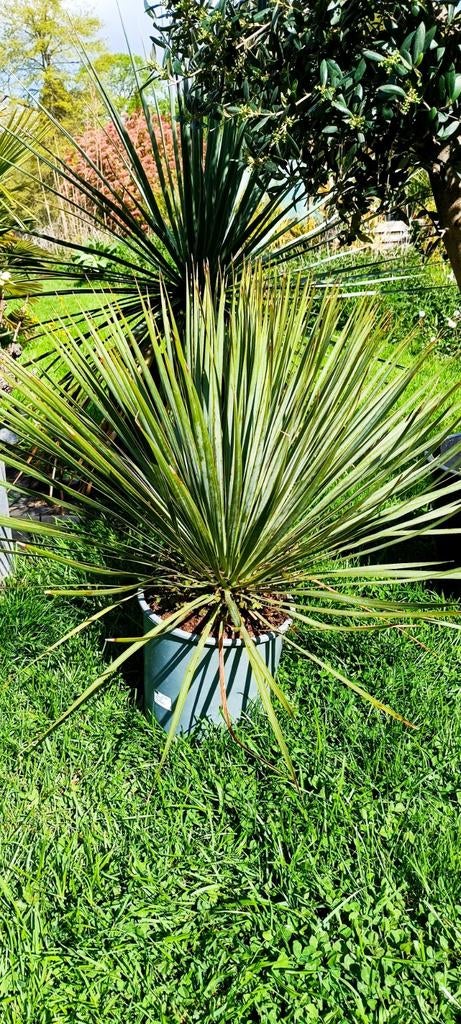 Yucca rostrata, Tuin en Terras, Planten | Tuinplanten, Ophalen