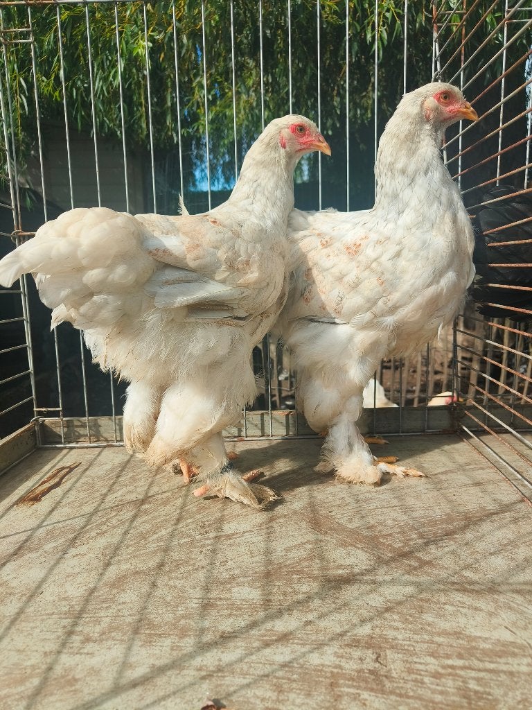 Brahma hennen splash zilverpatrijs, Dieren en Toebehoren, Vrouwelijk, Kip