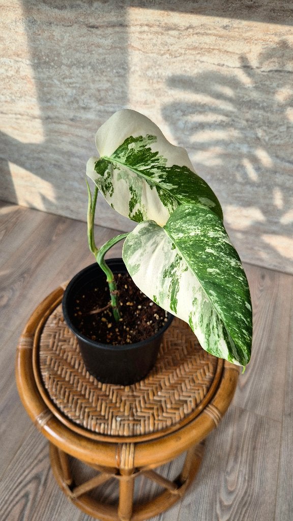 Monstera Variegata Marbled Albo, Huis en Inrichting, Ophalen