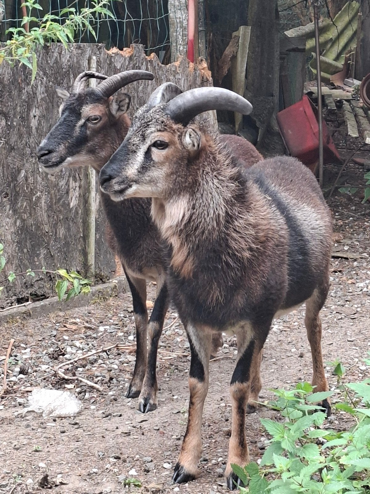 Soay koppel, Dieren en Toebehoren