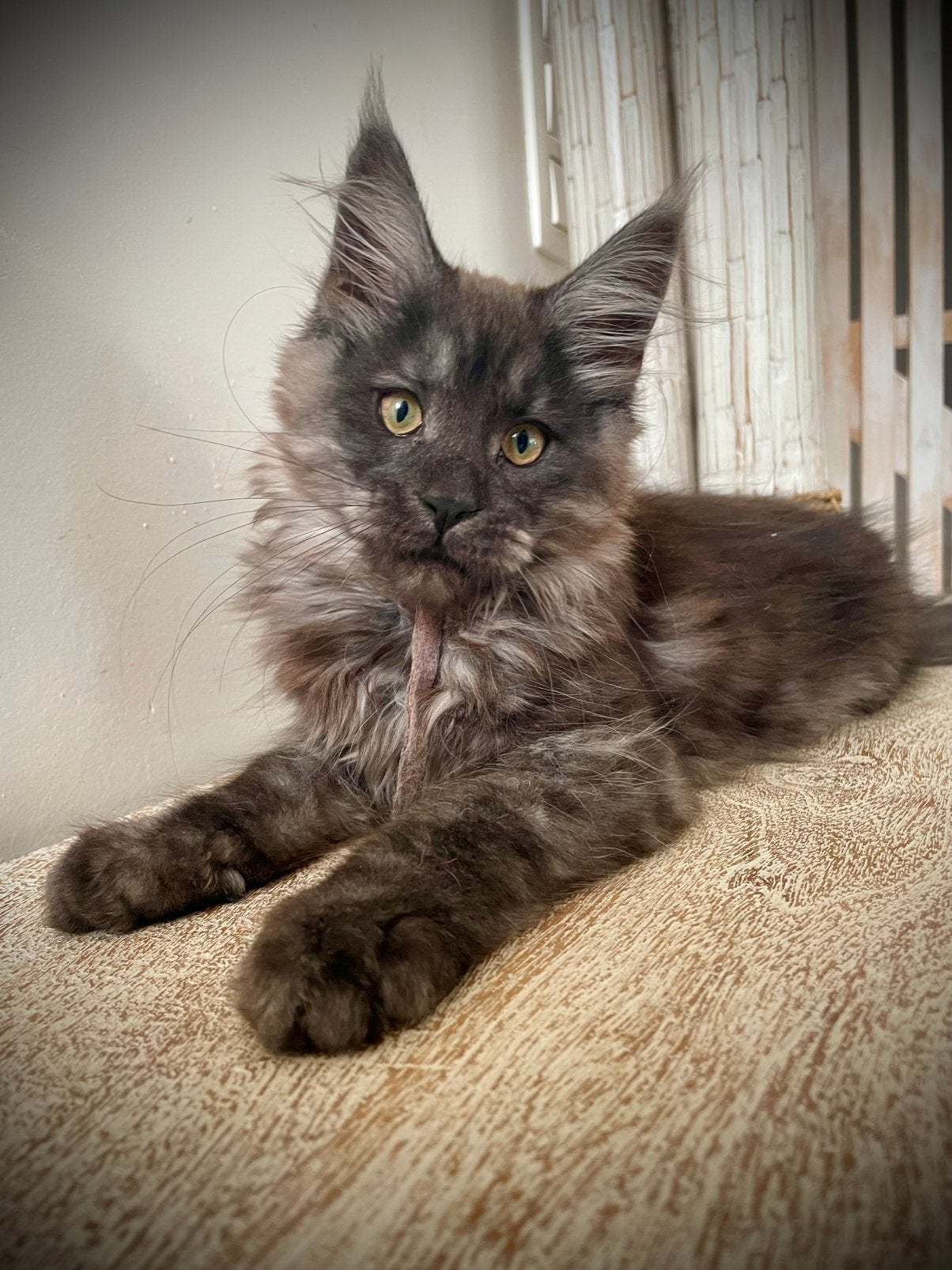 Maine Coon Kittens beschikbaar, Dieren en Toebehoren, Meerdere dieren, Gechipt, 0 tot 2 jaar