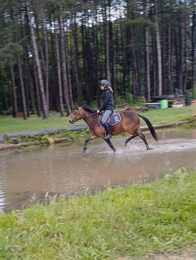 4 jarige C Pony rechtstreeks vd fokker, Dieren en Toebehoren, Ruin, Springpony, 3 tot 6 jaar, C pony (1.27m tot 1.37m)