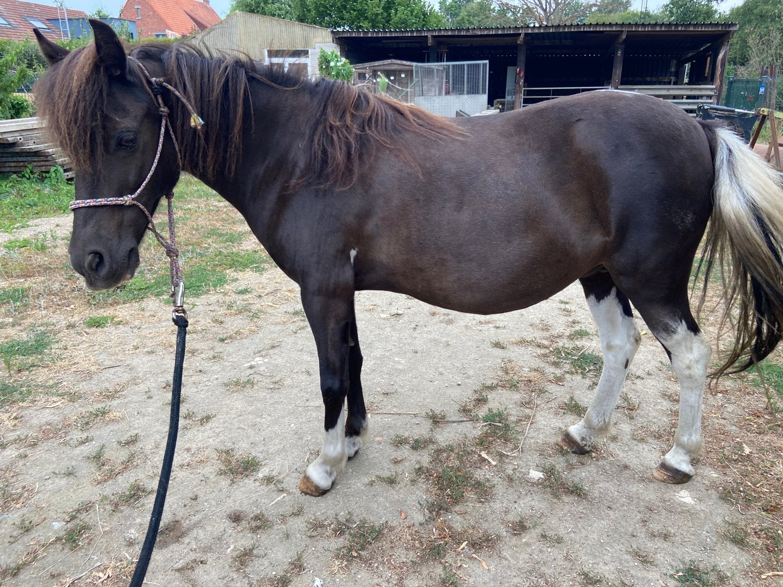 Super lief merrietje, Dieren en Toebehoren, Pony's, Niet van toepassing, A pony (tot 1.17m), 7 tot 10 jaar, Recreatiepony