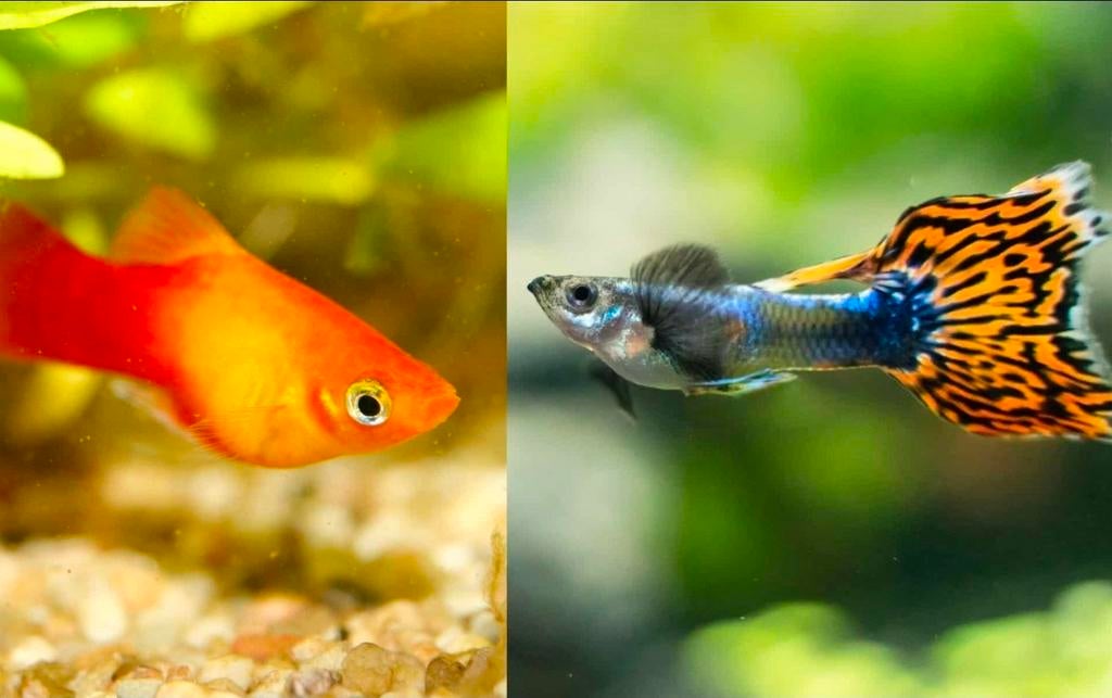 Gezocht: mollys en guppys, Dieren en Toebehoren