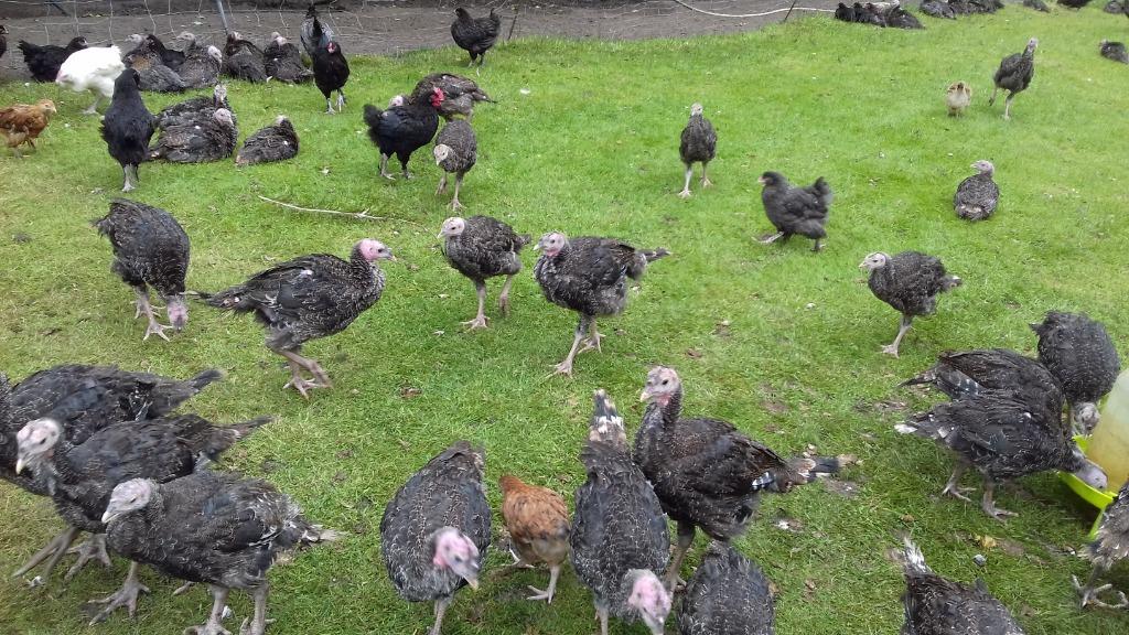 Poussins de dinde en bronze (dinde en bronze Kelly), Sexe inconnu, Dinde