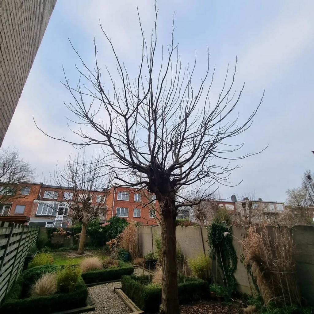 bomen snoeien, Tuin en Terras, Ophalen