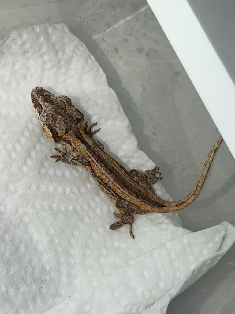 Gargoyle orange stripe, Dieren en Toebehoren