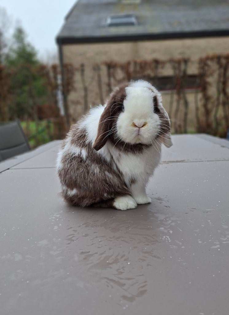 Minilop nestje verwacht, Dieren en Toebehoren, Konijnen, Meerdere dieren, Dwerg, Hangoor, 0 tot 2 jaar