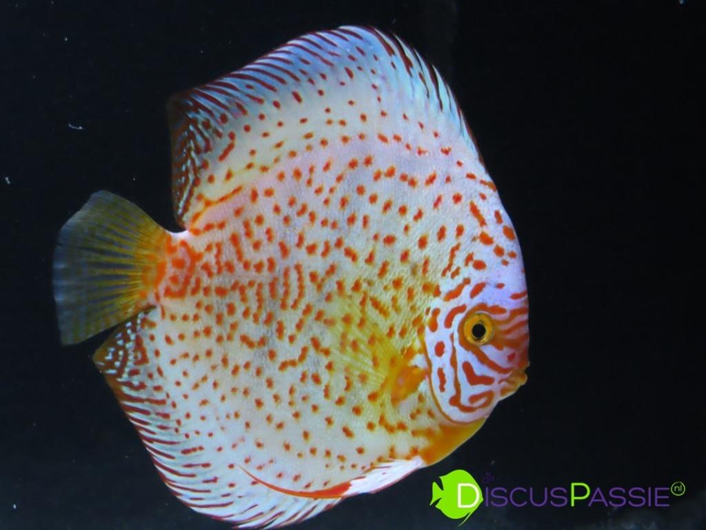 ++BIJZONDERE STOCKER DISCUSVISSEN++ topkwaliteit discus mooi, Poisson, Poisson d'eau douce, Banc de poissons