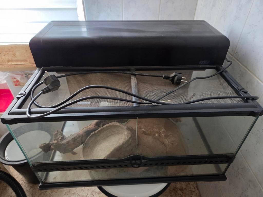 Reptiel terarium, Dieren en Toebehoren, Ophalen
