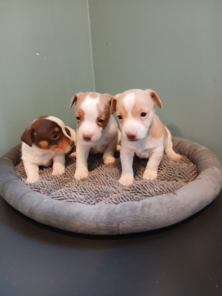 Jack Russel pupjes, Animaux & Accessoires, Chiens | Jack Russell & Terriers, Plusieurs animaux, Jack Russel Terrier, Éleveur | Professionnel