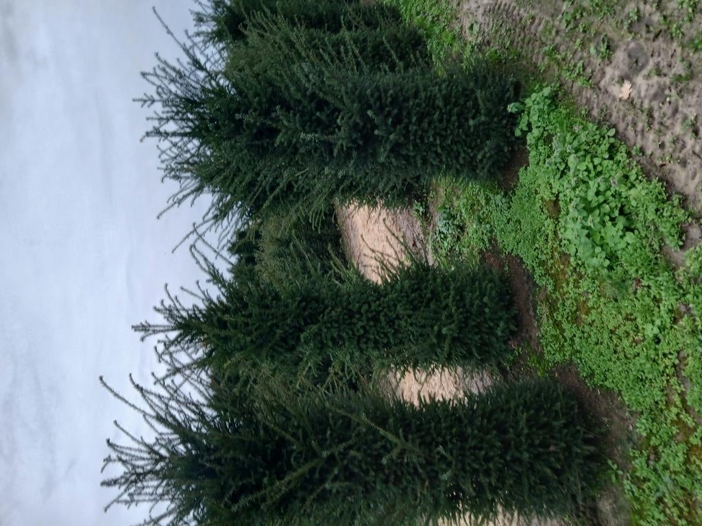 Taxus baccata, Ophalen
